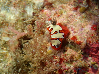 ウミウシはその色鮮やかな姿、形から海の宝石と呼ばれています。