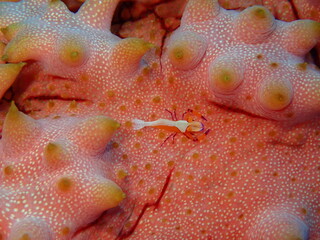 ウミウシはその色鮮やかな姿、形から海の宝石と呼ばれています。