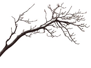 A bare tree branch with small red buds against a white background