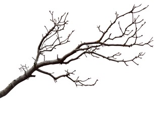 A Bare Tree Branch with Buds and Rough Bark