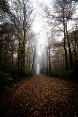 Fototapeta premium Nebel im Schloßpark Benrath, Düsseldorf
