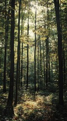 Obraz premium Enchanting forest scene with sunlight filtering through tall trees, creating a serene and peaceful atmosphere in nature.