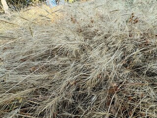 Medusahead (Taeniatherum caput-medusae) dry plant in forest. Dry medusahead grass background. Medusahead is a highly competitive grass. Taeniatherum is a genus of Eurasian and North African plants.	