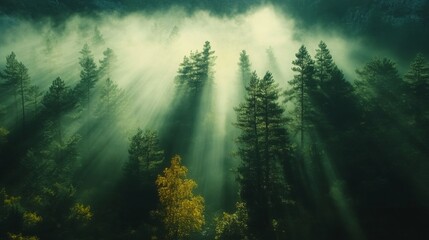Sunbeams Piercing Through Fog in a Coniferous Forest