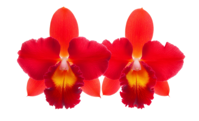 High-Quality PNG Orchid Flower Isolated on White Background – High Resolution