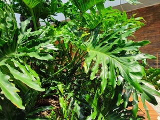 campus or office area design that implements a green and beautiful Philodendron selloum garden