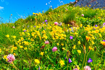 Blumenwiese in den Lechtaler Alpen 