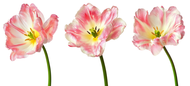 High-Quality PNG Pink and white terry tulip (Tulipa) Isolated on White Background – High Resolution