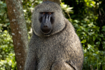Close-up of a wild baboon in its natural forest habitat. The baboon’s intense gaze and detailed...