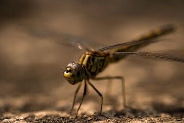 A close-up of a dragonfly showcasing its intricate patterns and delicate wings, against a soft, blurred brown background.
