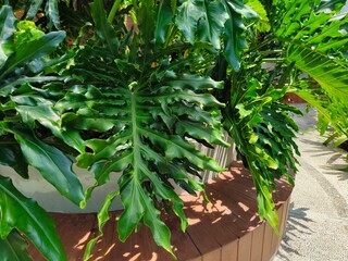 campus or office area design that implements a green and beautiful Philodendron selloum garden