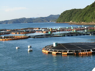 熊本県八代海の美しいで魚を養殖している養殖筏