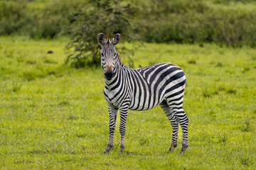 A majestic zebra standing gracefully in Uganda’s vibrant green savanna, showcasing its iconic black-and-white stripes against the lush natural backdrop.