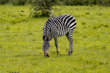A majestic zebra standing gracefully in Uganda’s vibrant green savanna, showcasing its iconic...