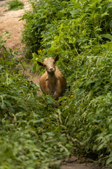 A curious goat standing amidst lush green foliage, creating a natural and charming rural scene in Uganda’s countryside.
