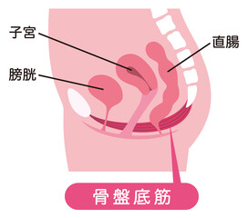 骨盤底筋　説明図　尿もれ