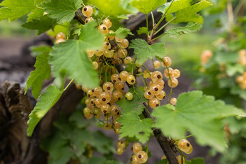 White currant at a branch in the garden close up.