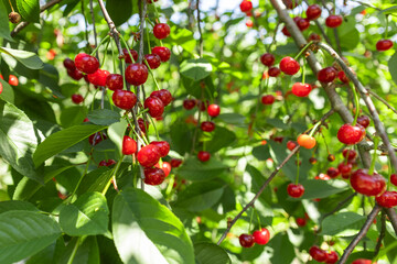 Fototapeta premium Ripe cherry in garden. Tree of red berries on green leaves background