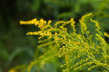 Yellow Solidago gigantea, also known as tall goldenrod and giant goldenrod, in flower
