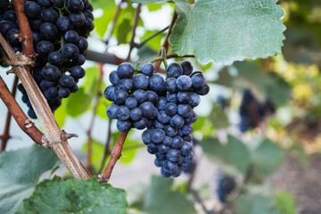 beautiful bunch of ripe blue grapes hanging on vineyard. ripe grapes ready for harvest at a...