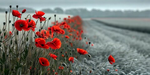 Fototapeta premium Red poppies in tranquil field with misty background and soft light