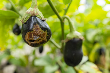 Rotten eggplant on tree in the garden