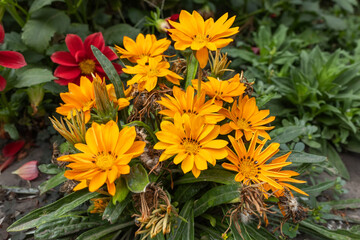 Orange gazania wildflower in the garden