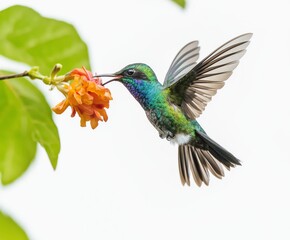 Obraz premium hummingbird in flight isolated on white