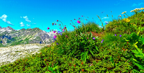 Obraz premium Alpen-Distel (Carduus defloratus)