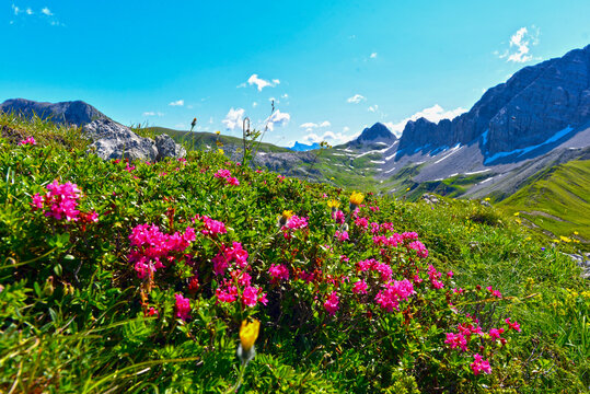 Bewimperte Alpenrose am R&uuml;fikopf in den Lechtaler Alpen (&Ouml;sterreich)	