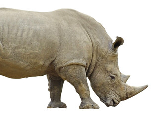 Obraz premium A white rhinoceros isolated on white