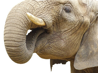 An African elephant drinks water. Isolated on white