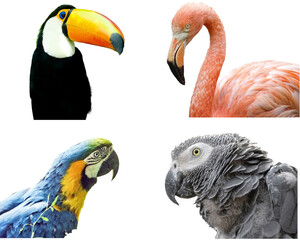 Collage with different species of exotic birds: Toco Toucan, pink flamingo, Blue-and-yellow macaw, African grey