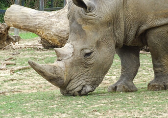 Naklejka premium White rhinoceros at the zoo. Rhino
