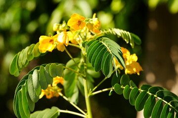 Outdoor garden landscape flowers