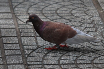 The dove, a beautiful symbol of peace.