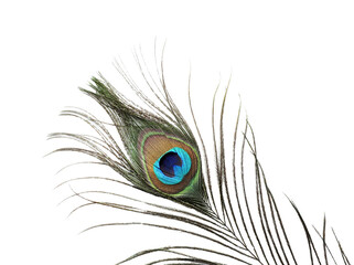 One beautiful peacock feather isolated on white