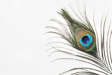 One beautiful peacock feather isolated on white
