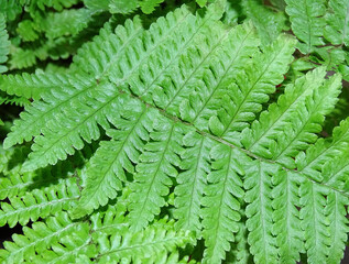 Close-up of fern plant