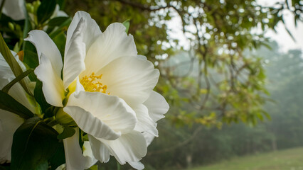 Obraz premium white narcissus flower