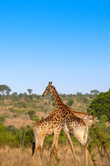 girafe, le matin, dans le Parc National Kruger, Afrique du Sud