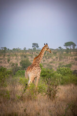 girafe, le matin, dans le Parc National Kruger, Afrique du Sud