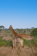 girafe, le matin, dans le Parc National Kruger, Afrique du Sud