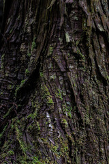 苔の生えたスギの木の表面