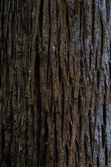 苔の生えたスギの木の表面