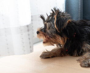 窓辺でくつろぐ可愛い犬