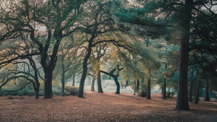 Serene forest path surrounded by lush green trees under soft sunlight.	