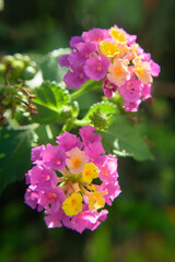 Pétalos rosa y amarillo en flores de lantana