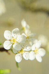 Fototapeta premium Pequeñas flores blancas en ramas de árbol sobre muro de hormigón