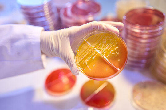 Bacteriologic Laboratory for Food and Water Analysis Services